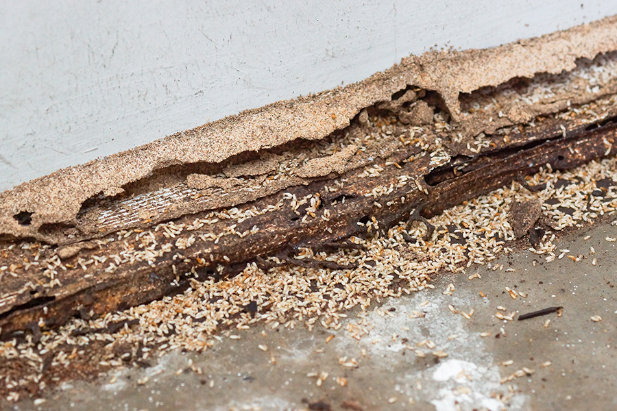 Termites causing serious wood damage discovered while preforming home inspection services